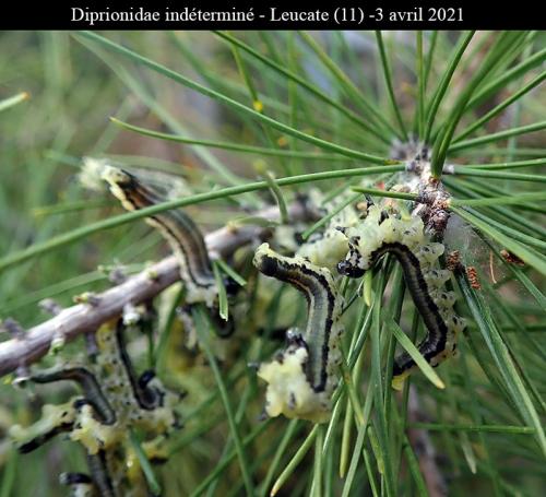 Neodiprion sertifer